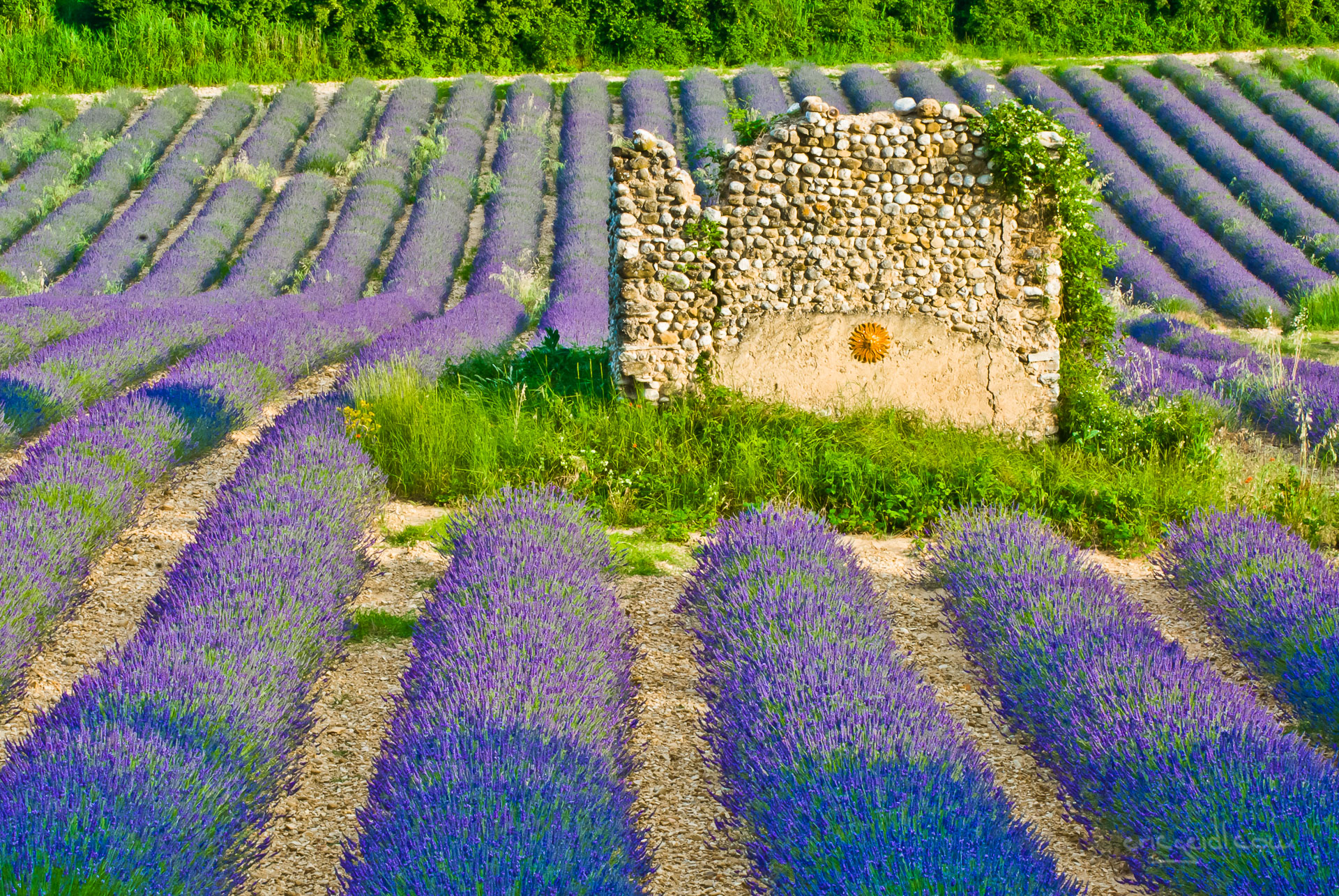 EGIMAGE_20080701184126_LaProvence_1137.jpg