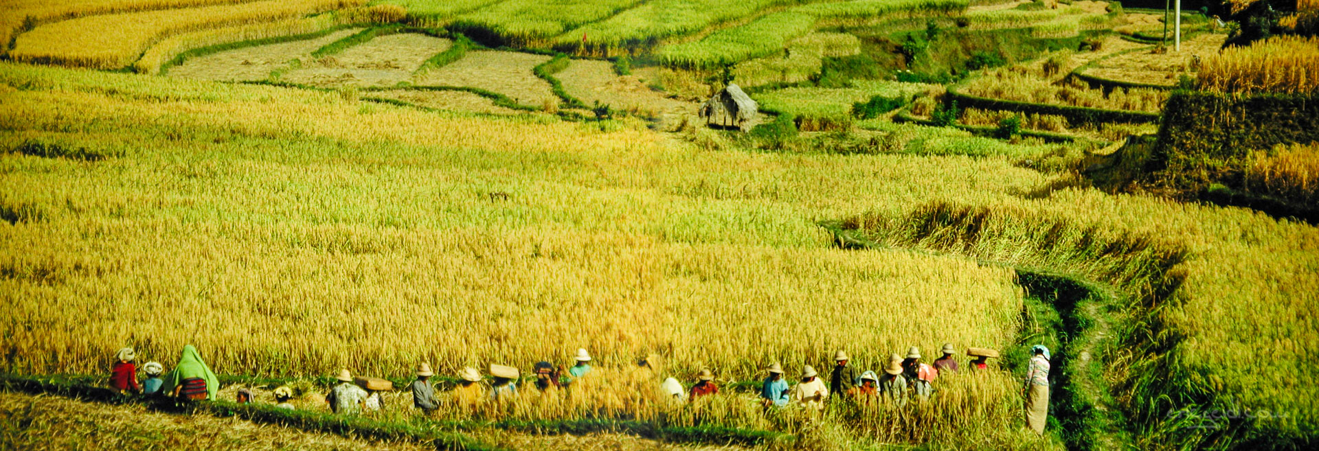 Indonesien,-Bali,-Reisfelder-3-P.jpg